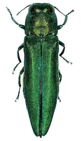 Emerald ash borer